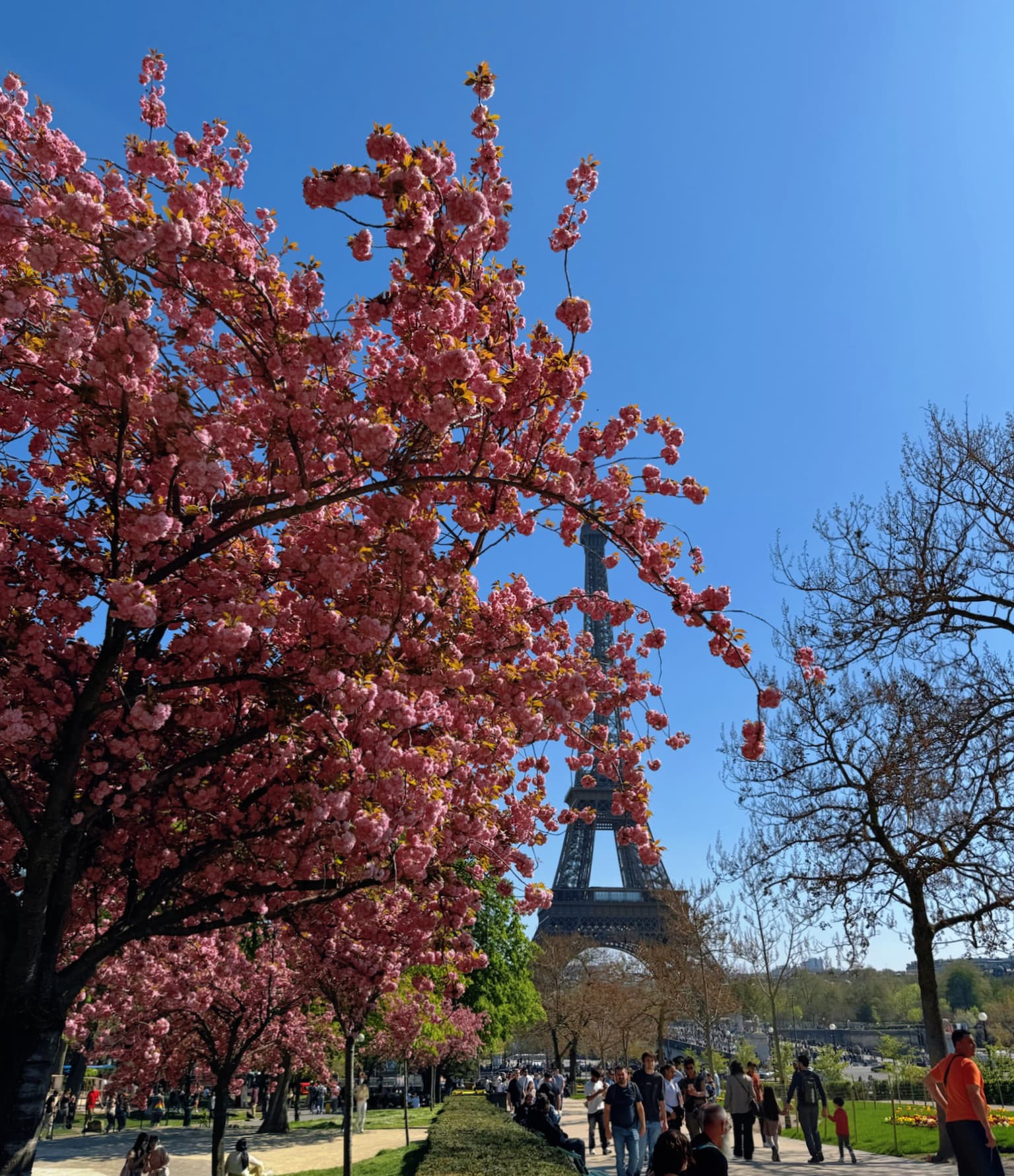 Cherry blossom in April in Paris